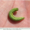hyponephele naricina talysh larva l4 c